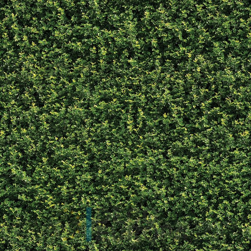 Mural Hojas Verdes y Tropicales - PDF01