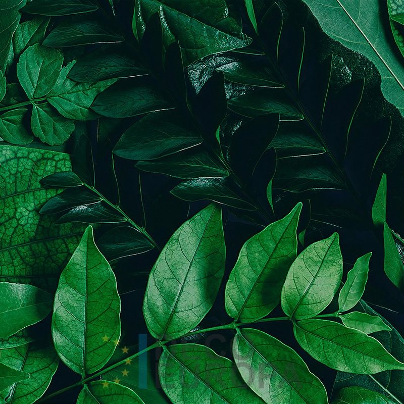 Mural Hojas Verdes y Tropicales - PDF56