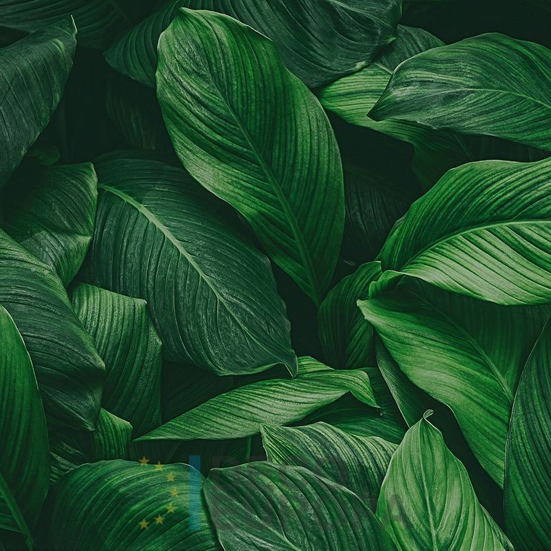 Mural Hojas Verdes y Tropicales - PDF70