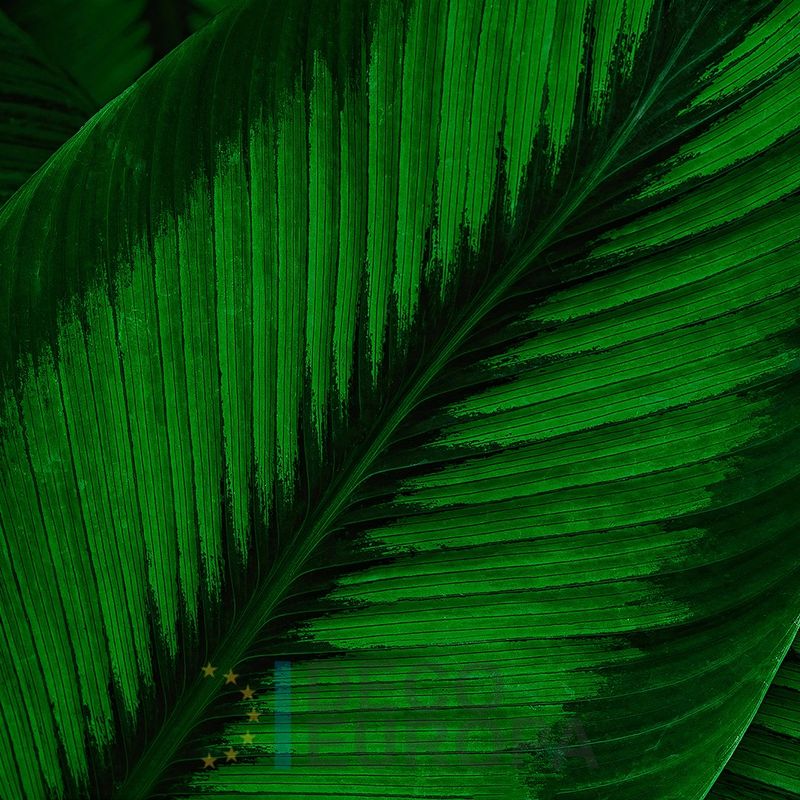 Mural Hojas Verdes y Tropicales - PDF74