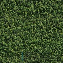 Mural Hojas Verdes y Tropicales - PDF01