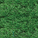 Mural Hojas Verdes y Tropicales - PDF05