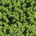 Mural Hojas Verdes y Tropicales - PDF09