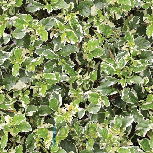 [PDF12] Mural Hojas Verdes y Tropicales - PDF12