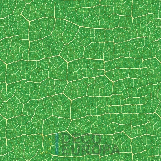 [PDF39] Mural Hojas Verdes y Tropicales - PDF39