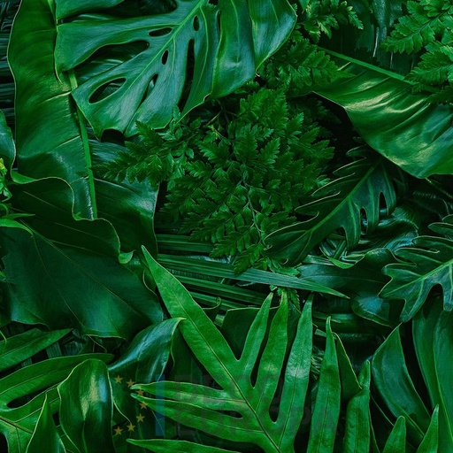 [PDF52] Mural Hojas Verdes y Tropicales - PDF52