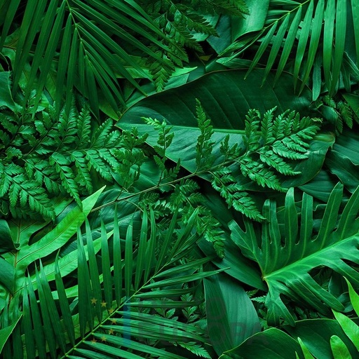 [PDF55] Mural Hojas Verdes y Tropicales - PDF55