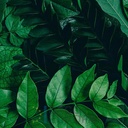 Mural Hojas Verdes y Tropicales - PDF56