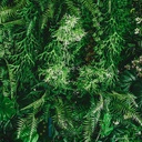 Mural Hojas Verdes y Tropicales - PDF59