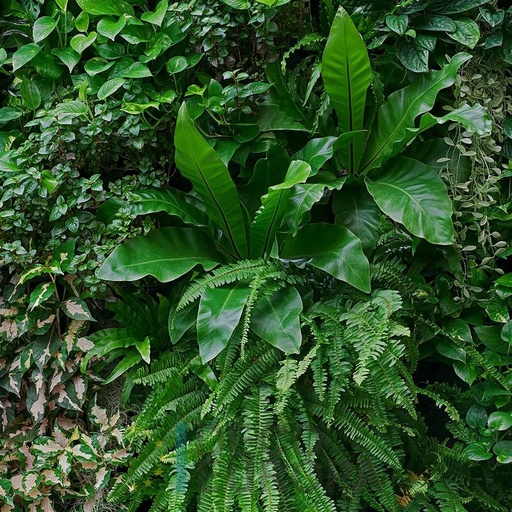 [PDF62] Mural Hojas Verdes y Tropicales - PDF62