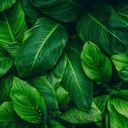 Mural Hojas Verdes y Tropicales - PDF66