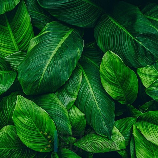 [PDF66] Mural Hojas Verdes y Tropicales - PDF66