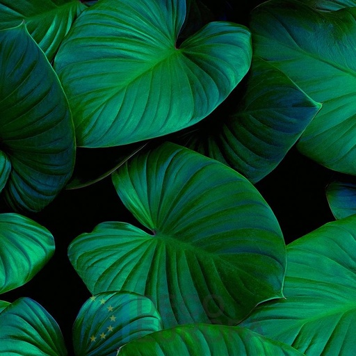 [PDF68] Mural Hojas Verdes y Tropicales - PDF68