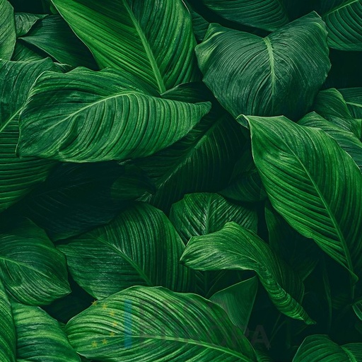 [PDF69] Mural Hojas Verdes y Tropicales - PDF69