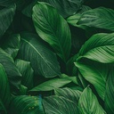 Mural Hojas Verdes y Tropicales - PDF70