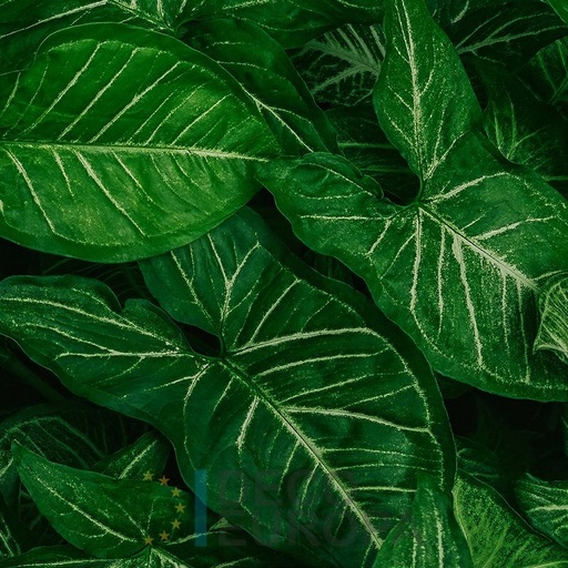 [PDF72] Mural Hojas Verdes y Tropicales - PDF72