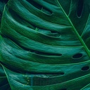 Mural Hojas Verdes y Tropicales - PDF73