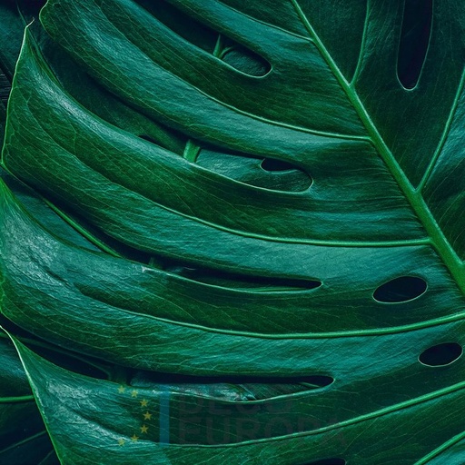 [PDF73] Mural Hojas Verdes y Tropicales - PDF73