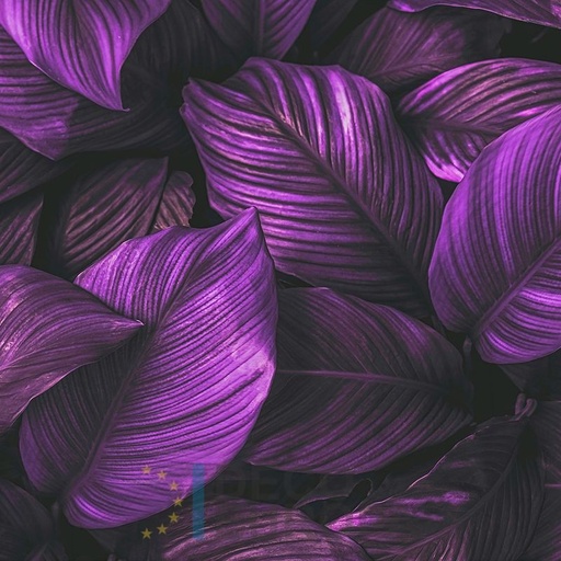 [PDF82] Mural Hojas Verdes y Tropicales - PDF82