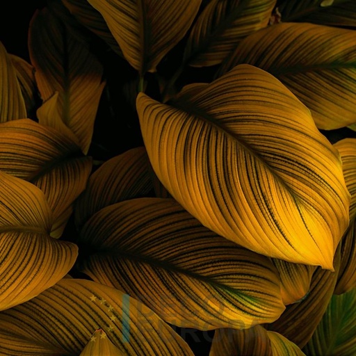 [PDF84] Mural Hojas Verdes y Tropicales - PDF84